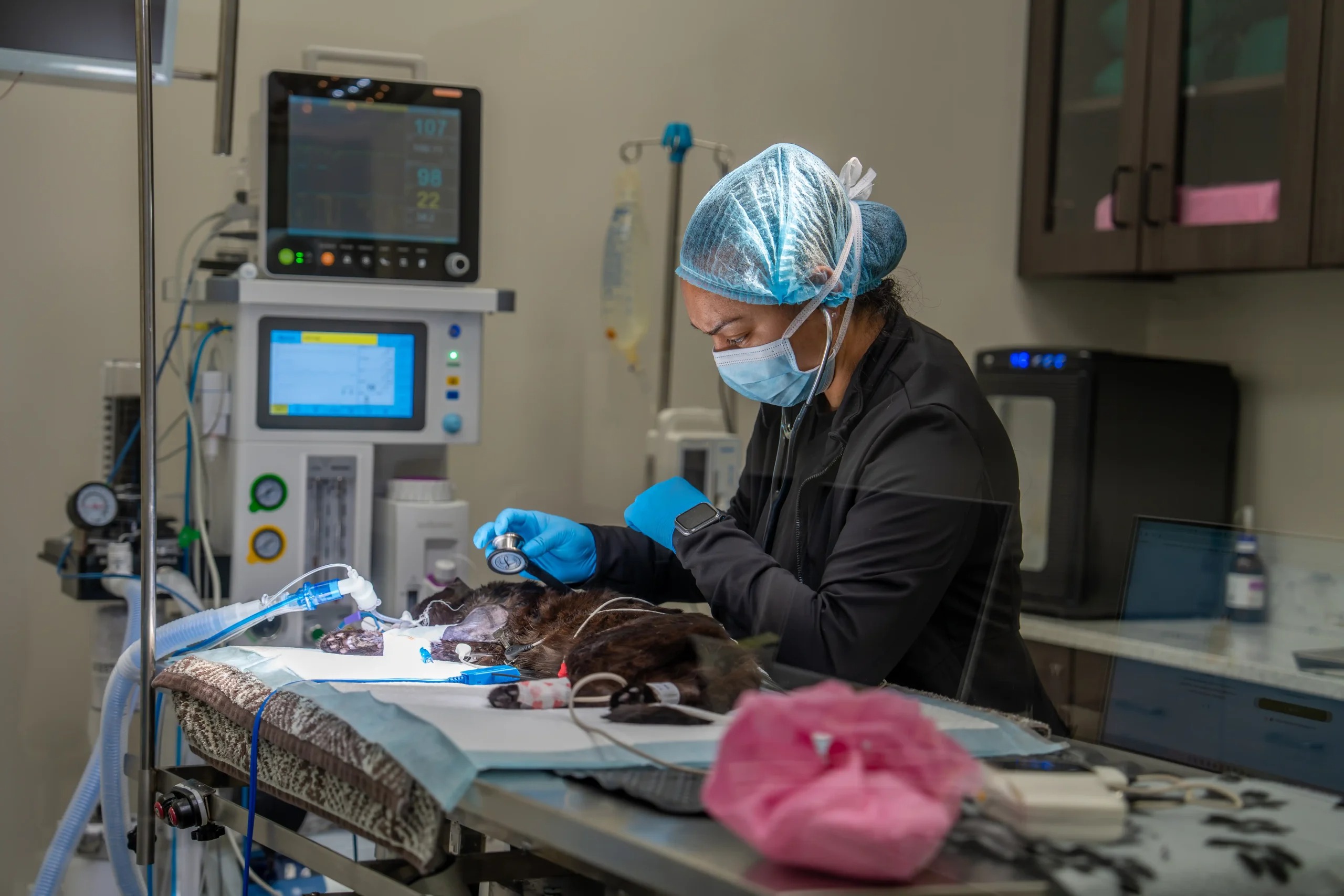 texas veterinary hospital
